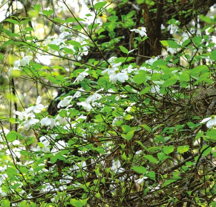 A Fayette County dogwood tree with spectacular blooms. Photos by Andy Behlen