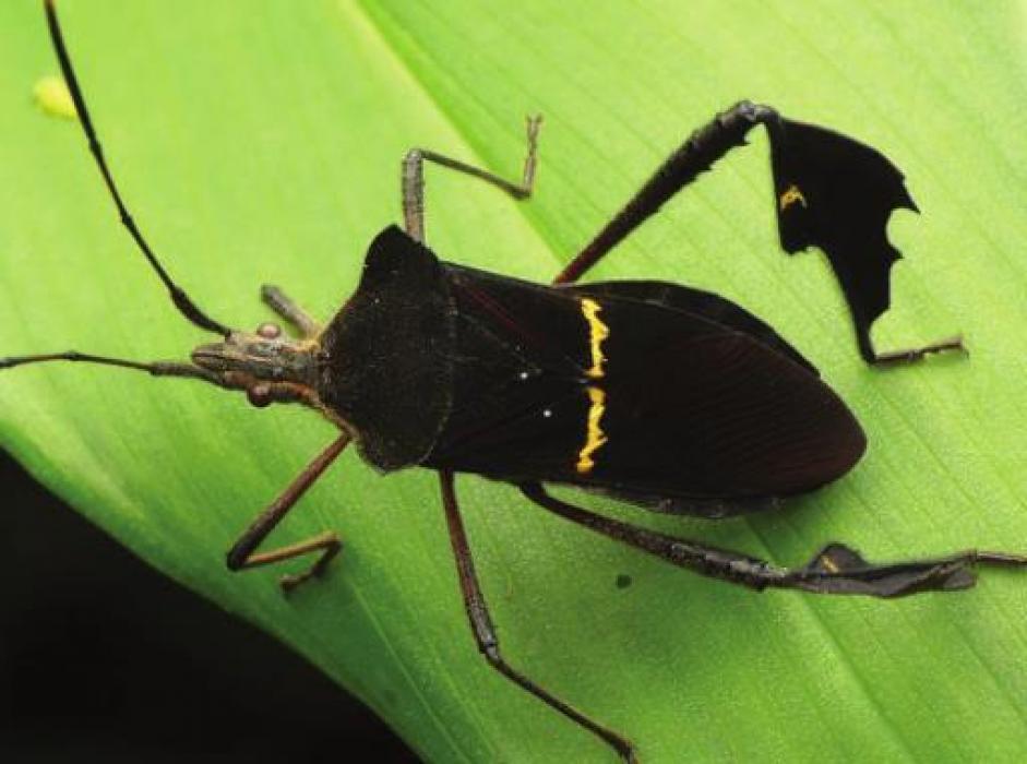 Leaffooted Bug Adult (pest)
