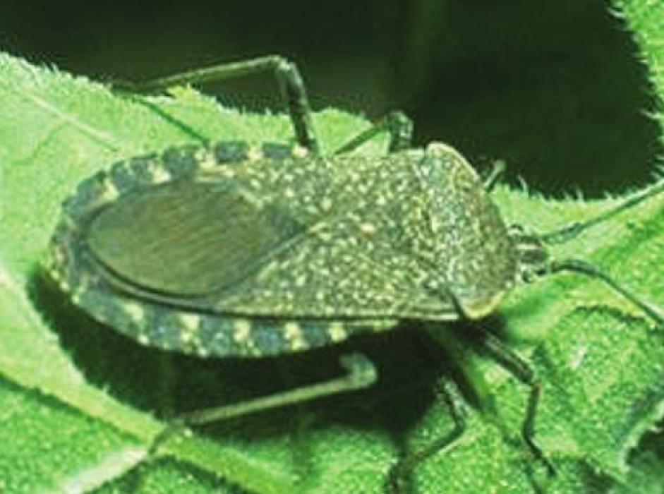 Squash Bug (pest)