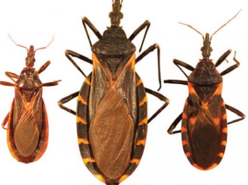 Three types of Kissing Bugs (beneficial)